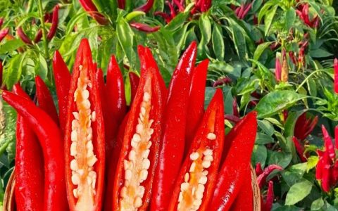小米辣的籽能当种子吗？从菜市场到菜园的完整指南
