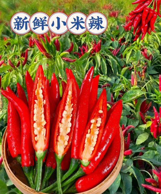 小米辣的籽能当种子吗？从菜市场到菜园的完整指南
