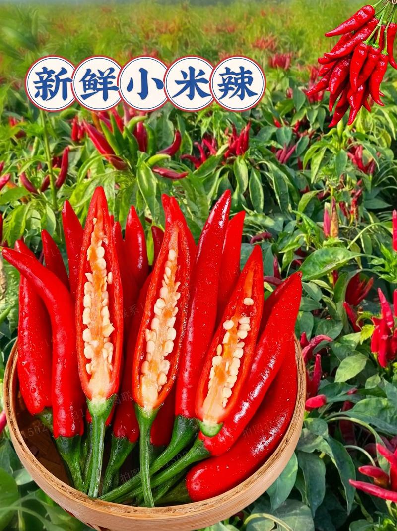 一、小米辣籽能当种子吗？