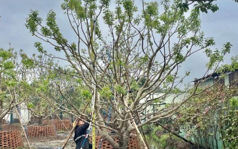 造型树一般用什么树？六大优选树种参数与工程应用全解析