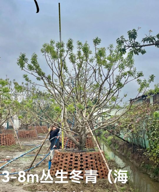 造型树一般用什么树？六大优选树种参数与工程应用全解析