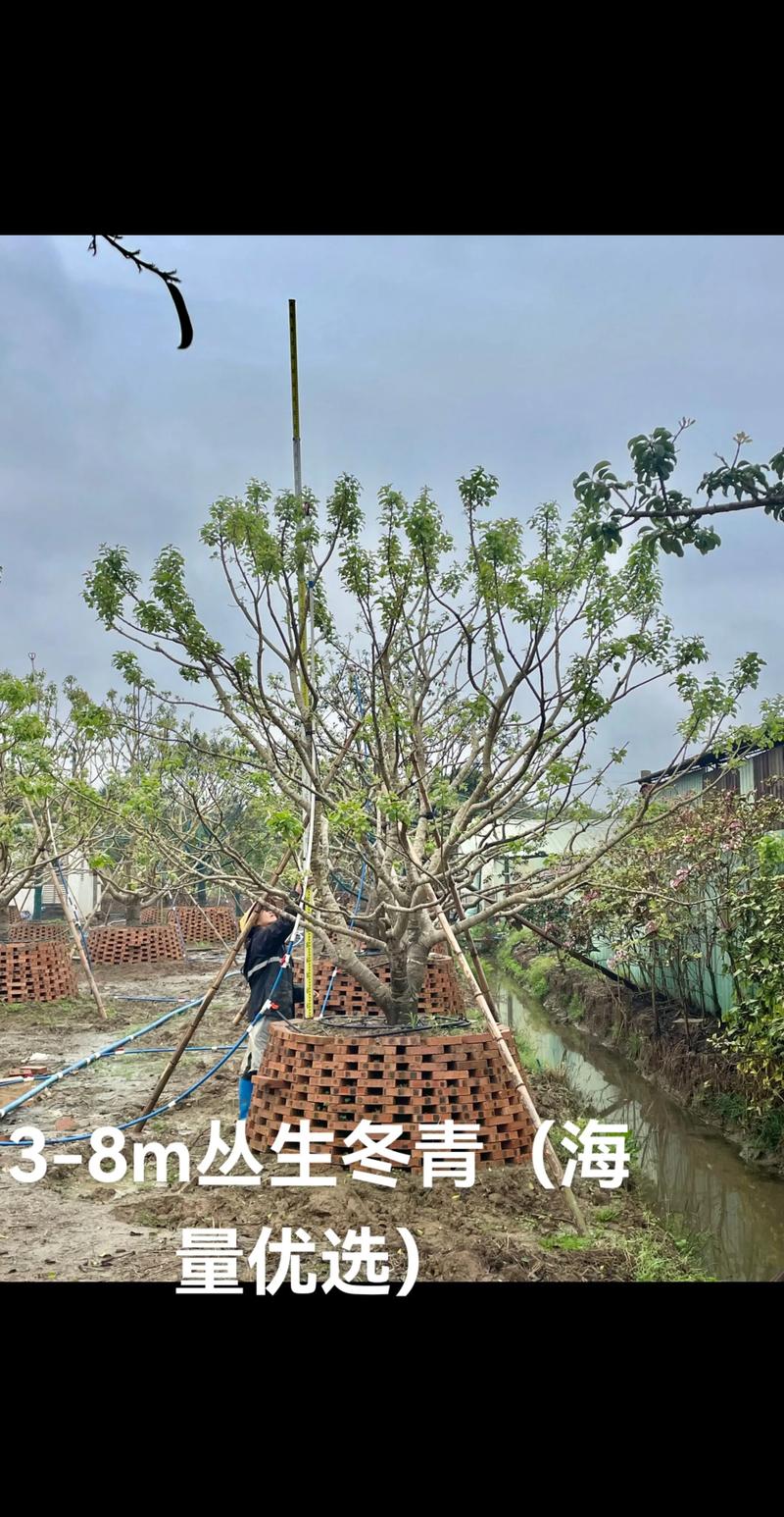 造型树的核心选材标准：耐修剪性与成型效率优先