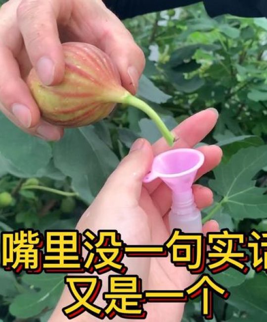 无花果汁液的传统用途与安全须知