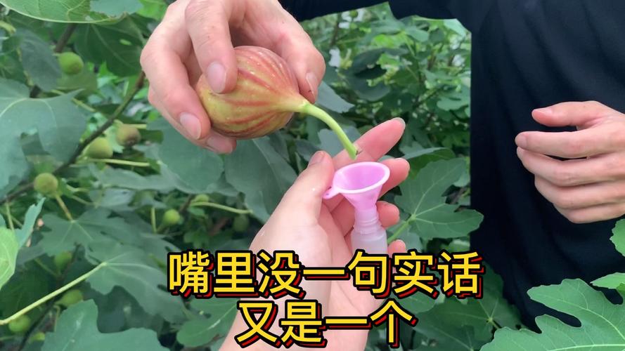 一、无花果的植物身份与安全等级