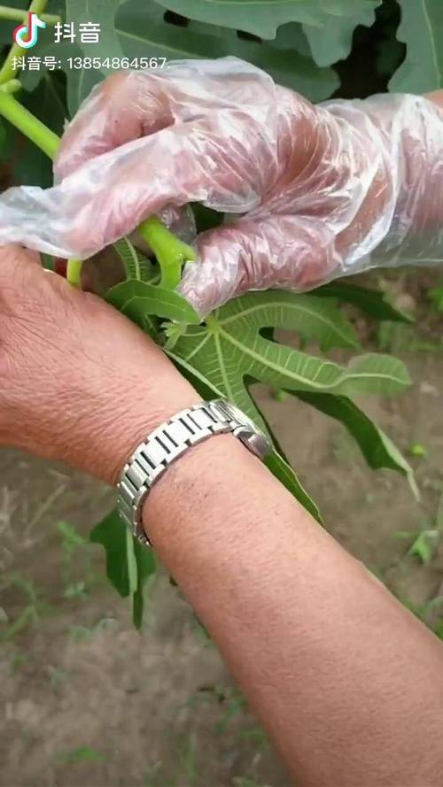 二、无花果的食用常识