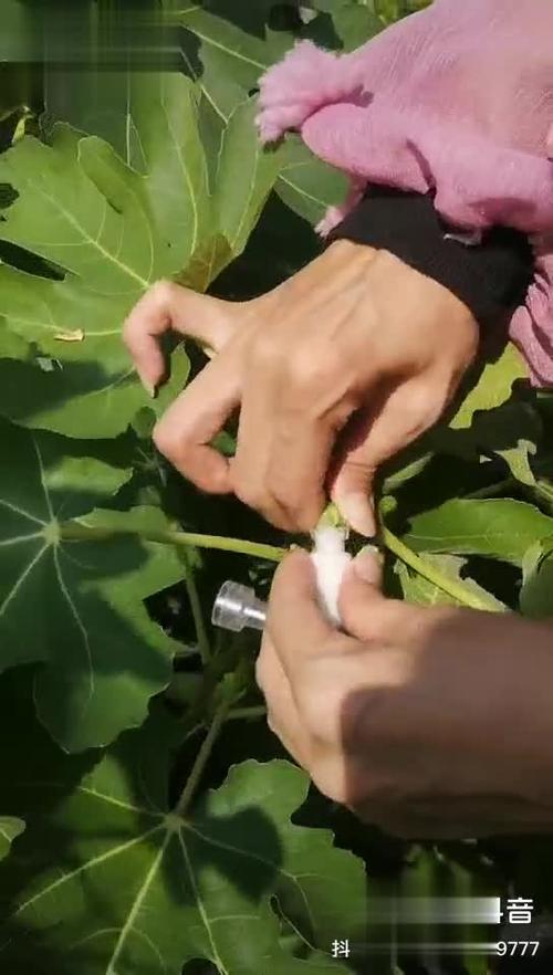 四、无花果汁液的安全性风险