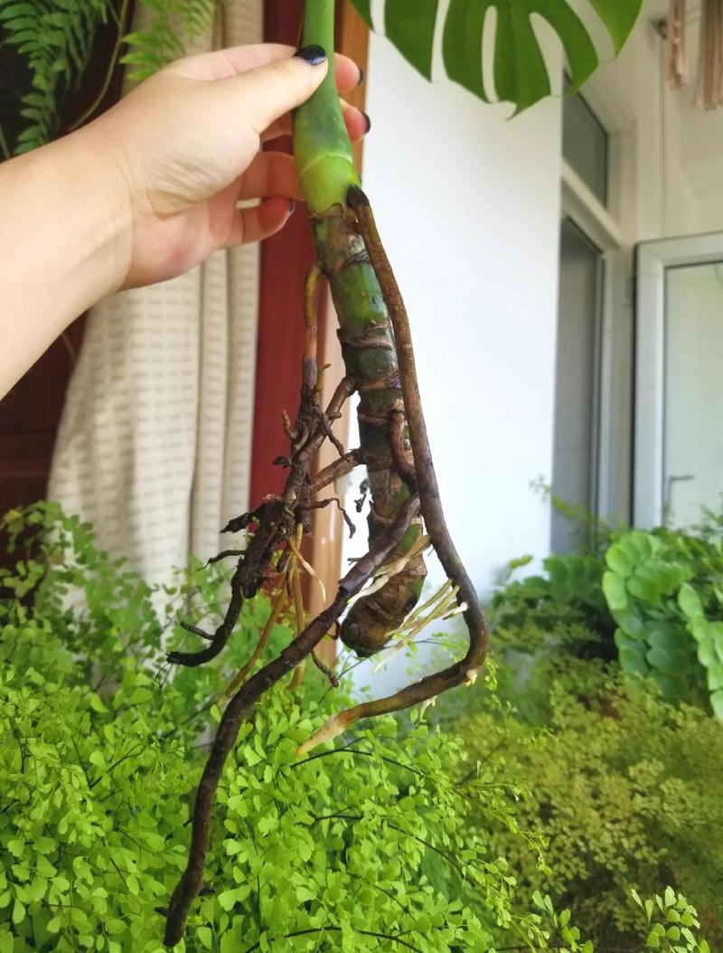 水培植物根系太长能够修剪吗?养护专家教你正确操作 施肥:营养液浓度比频率更重要