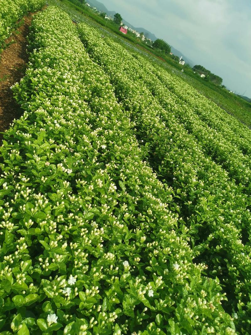 鲜茉莉花怎么保存?园艺达人的5个实用妙招,让花香持久不散 二、5种高效保存方法