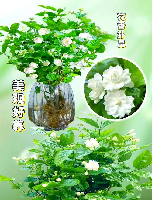 鲜茉莉花怎么保存?园艺达人的5个实用妙招,让花香持久不散 四、采摘与预处理小贴士