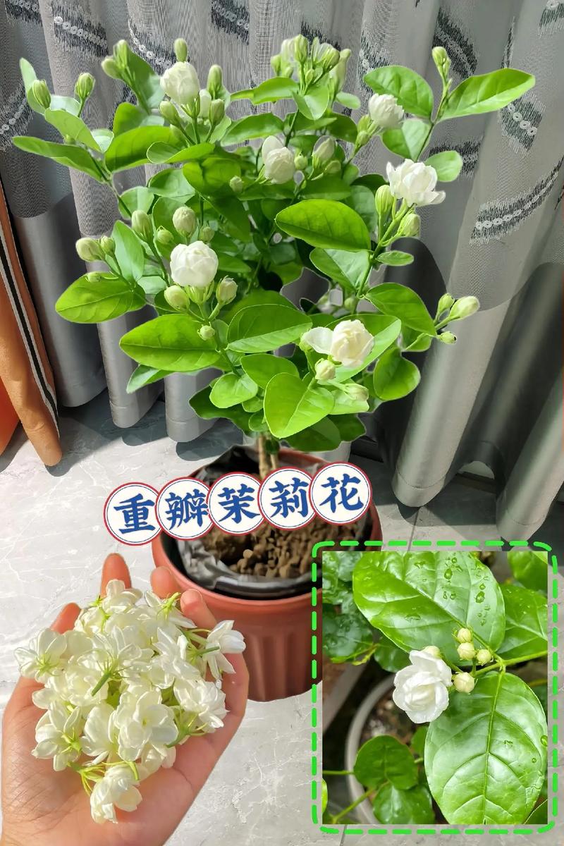 鲜茉莉花怎么保存?园艺达人的5个实用妙招,让花香持久不散 结语