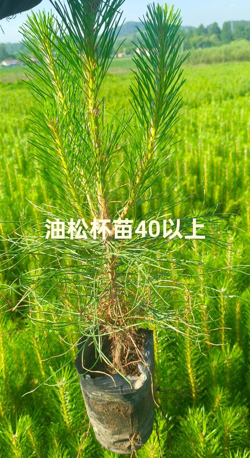 油松小苗多少钱?2026年最新价格区间与五大影响因素解析 规格:高度与地径决定基本单价