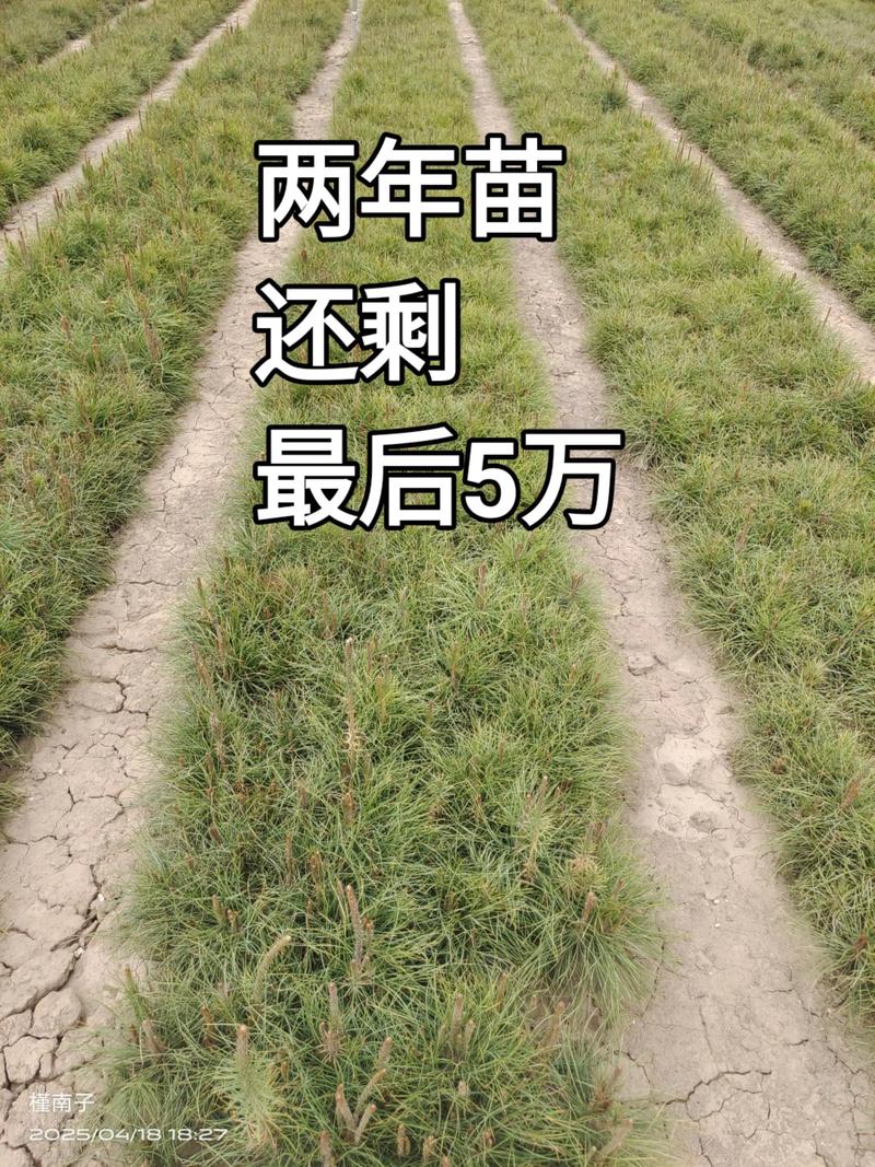 油松小苗多少钱?2026年最新价格区间与五大影响因素解析 产地:南北区域价差明显