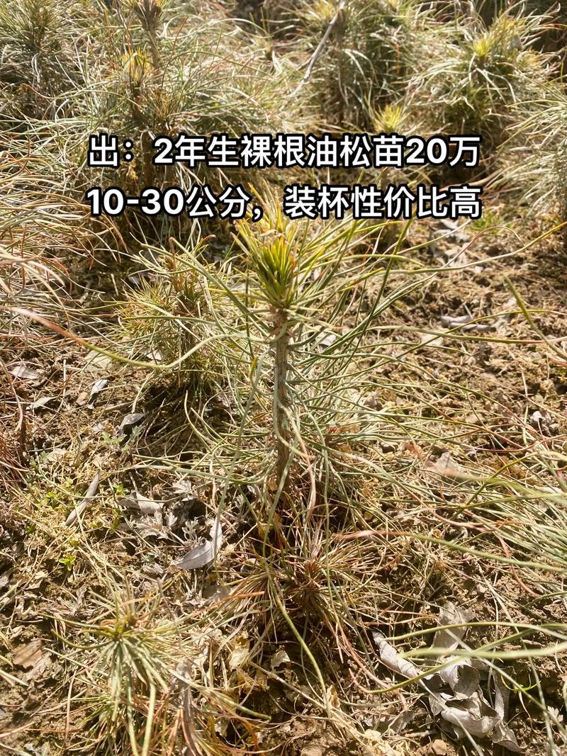油松小苗多少钱?2026年最新价格区间与五大影响因素解析 结合规格与采购量的价格参考表