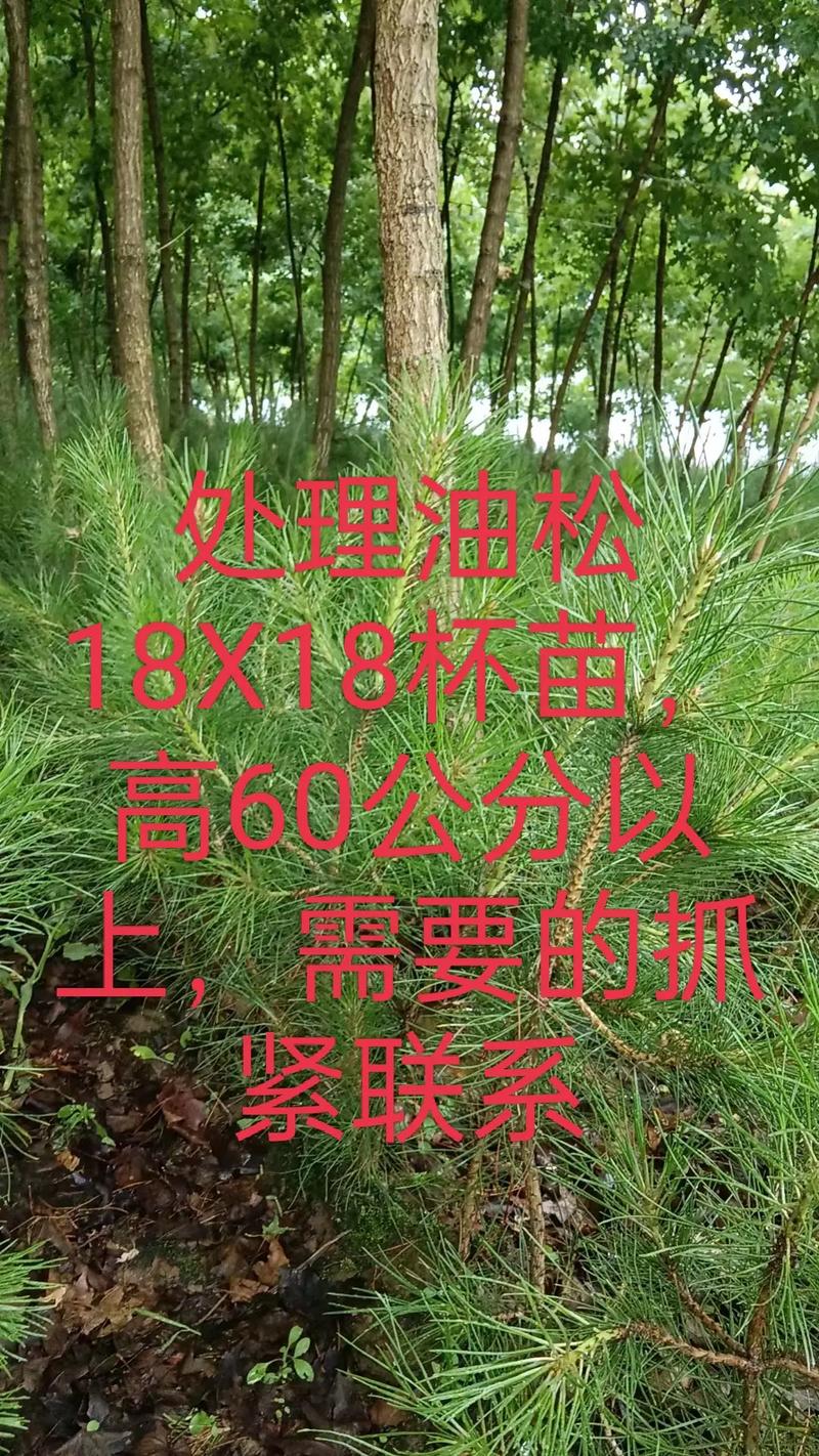 油松小苗多少钱?2026年最新价格区间与五大影响因素解析 运输:物流成本占最终到货价10%-30%