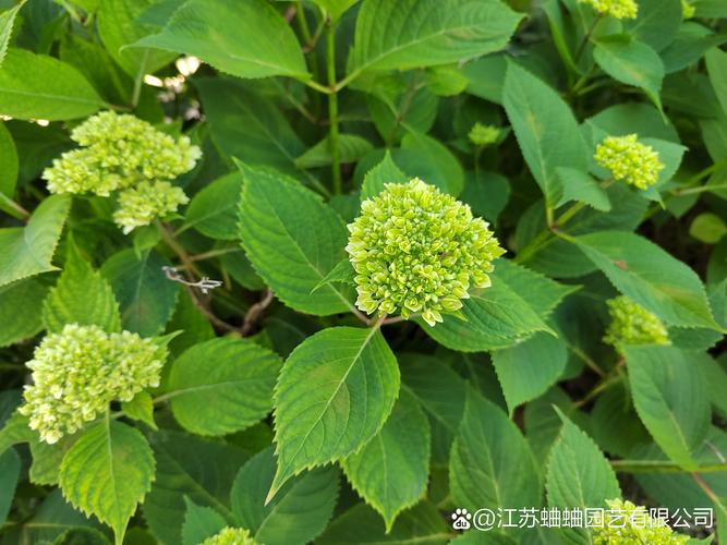 无尽夏和绣球花的区别:如何选择最适合你的品种 无尽夏和绣球花的区别:如何选择最适合你的品种