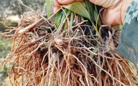 白芨苗多少钱一株批发？2024年最新价格参考及影响因素全解析