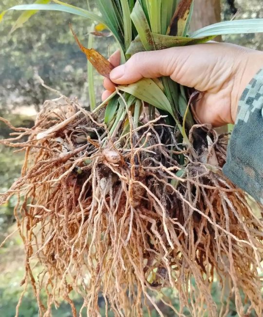 白芨苗多少钱一株批发？2024年最新价格参考及影响因素全解析