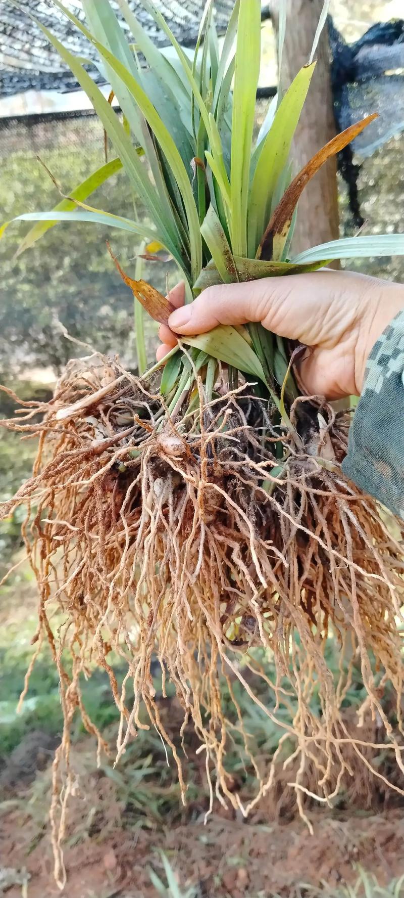 白芨苗多少钱一株批发?2024年最新价格参考及影响因素全解析 价格快速参考
