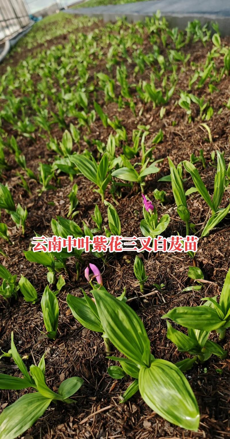 白芨苗多少钱一株批发?2024年最新价格参考及影响因素全解析 运输:物流成本占总价10%~30%