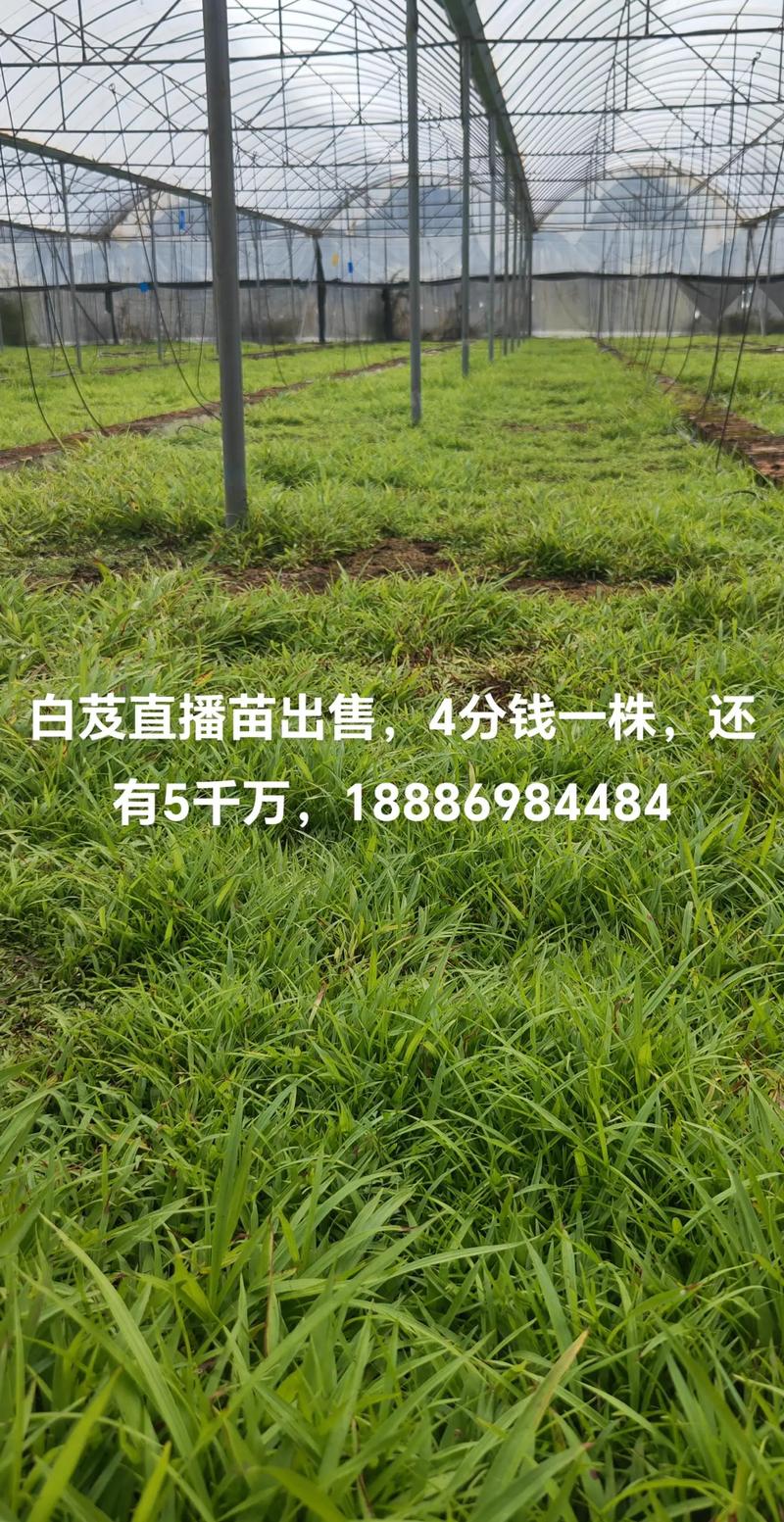 白芨苗多少钱一株批发?2024年最新价格参考及影响因素全解析 季节:春季价高,秋季价低