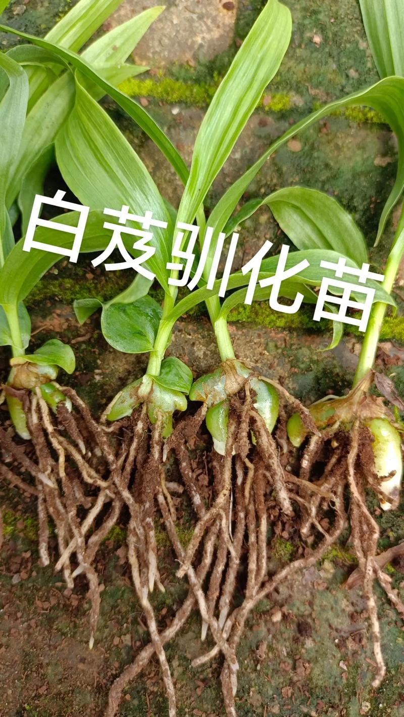 白芨苗多少钱一株批发?2024年最新价格参考及影响因素全解析 数量:批量越大,单价越低