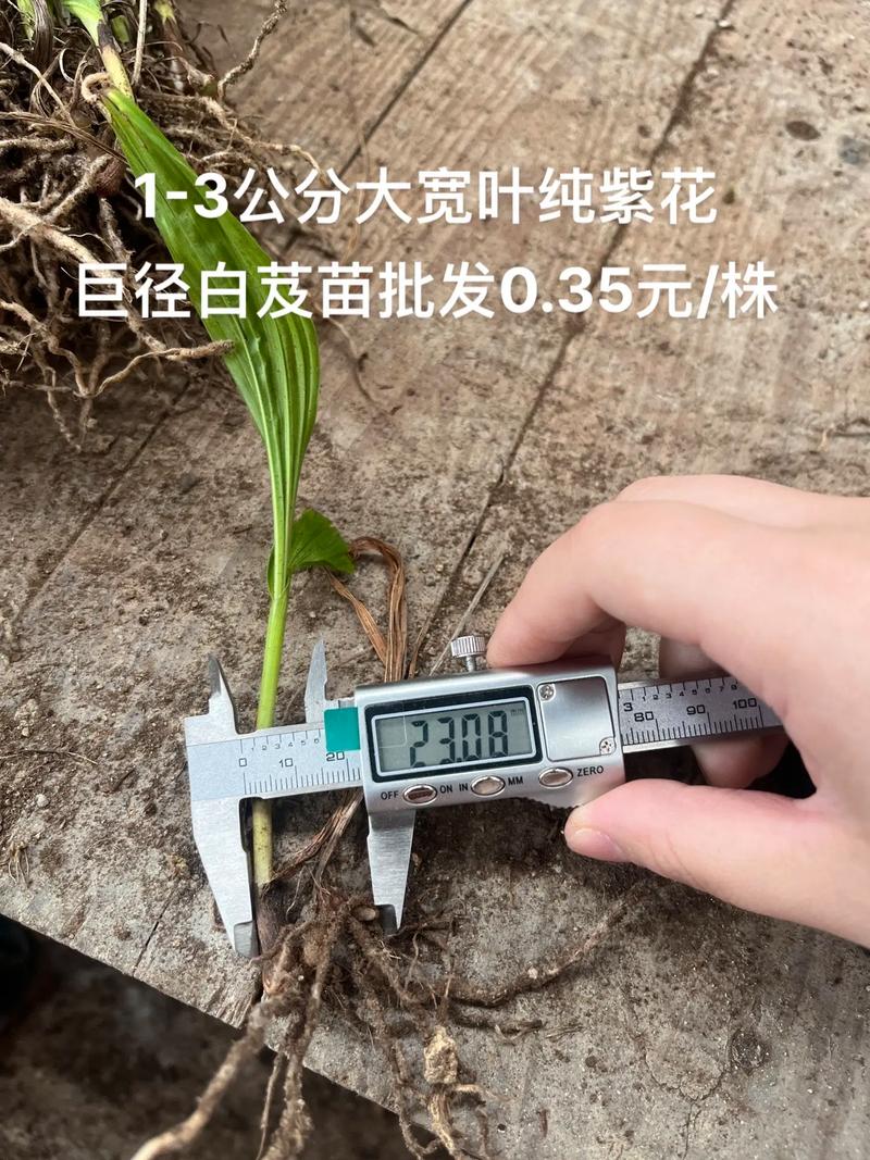 白芨苗多少钱一株批发?2024年最新价格参考及影响因素全解析 咨询指南:如何获取精准报价?
