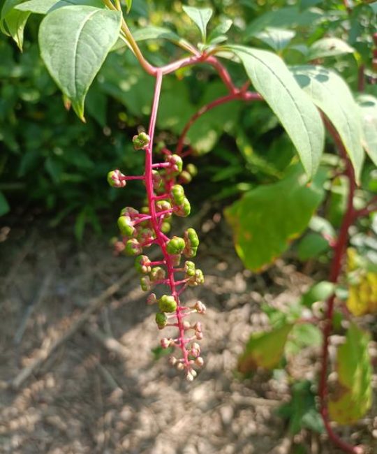 红果子的植物叫什么？常见结红色果实的庭院观赏植物详解