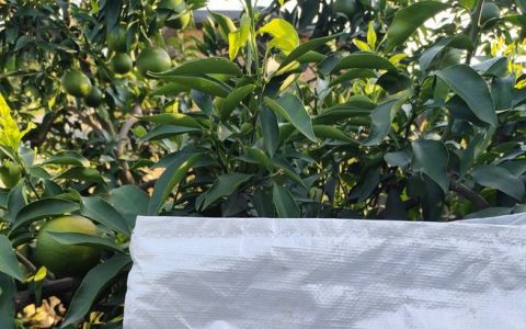 柑橘树春季施肥方案：精准NPK配比与种植管理全攻略