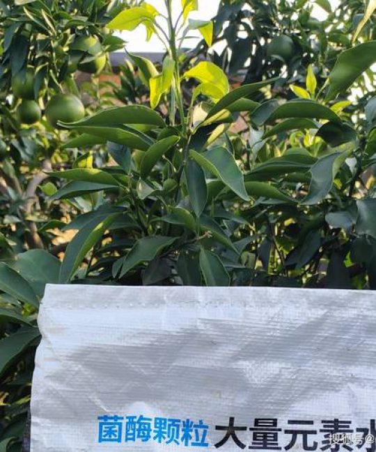 柑橘树春季施肥方案：精准NPK配比与种植管理全攻略