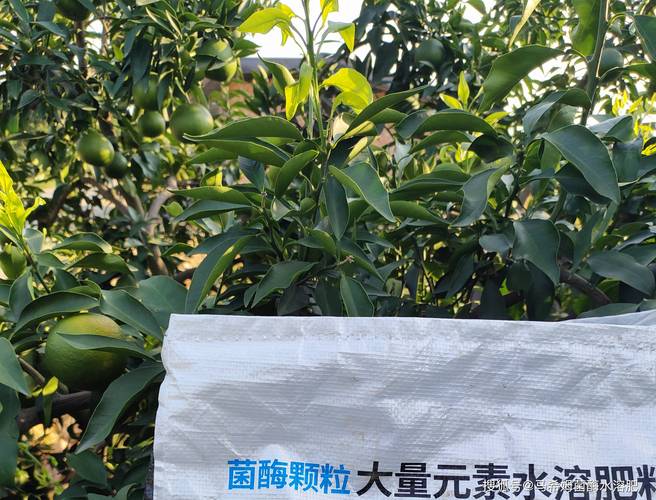 柑橘树春季施肥方案：精准NPK配比与种植管理全攻略