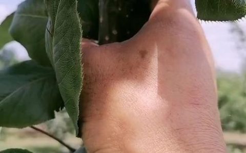 梨树夏季可以剪枝吗？掌握正确时机与方法，促进丰产稳产