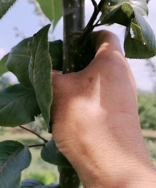 梨树夏季可以剪枝吗？掌握正确时机与方法，促进丰产稳产