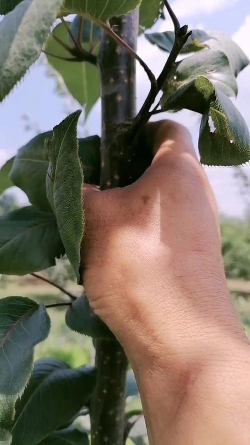 梨树夏季可以剪枝吗?掌握正确时机与方法,促进丰产稳产 梨树夏季可以剪枝吗?掌握正确时机与方法,促进丰产稳产