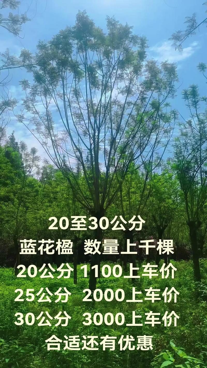 蓝花楹苗价格全解析:2026年最新市场报价与选购指南 蓝花楹苗价格综合参考表
