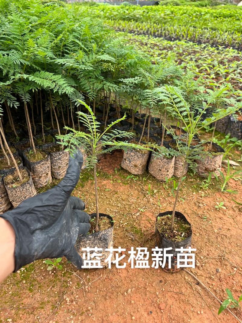蓝花楹苗价格全解析:2026年最新市场报价与选购指南 价格咨询指南