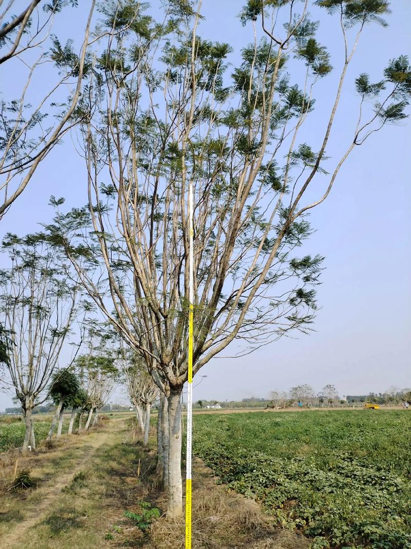 蓝花楹苗价格全解析:2026年最新市场报价与选购指南 常见问题(FAQ)