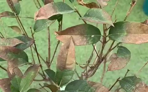 桂花掉叶是什么原因？四类原因诊断与分步排查指南