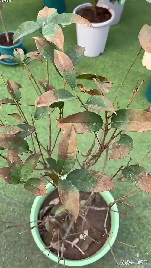 桂花掉叶是什么原因?四类原因诊断与分步排查指南 桂花掉叶是什么原因?四类原因诊断与分步排查指南