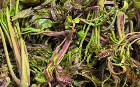 香椿是什么植物？全面了解香椿的百科知识