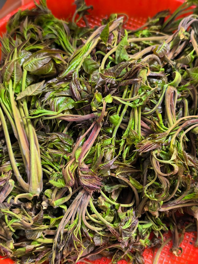 香椿是什么植物?全面了解香椿的百科知识 香椿是什么植物?全面了解香椿的百科知识