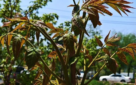 香椿树什么时候移栽好？掌握这7个步骤，成活率提高90%