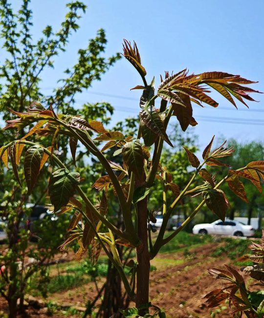 香椿树什么时候移栽好？掌握这7个步骤，成活率提高90%
