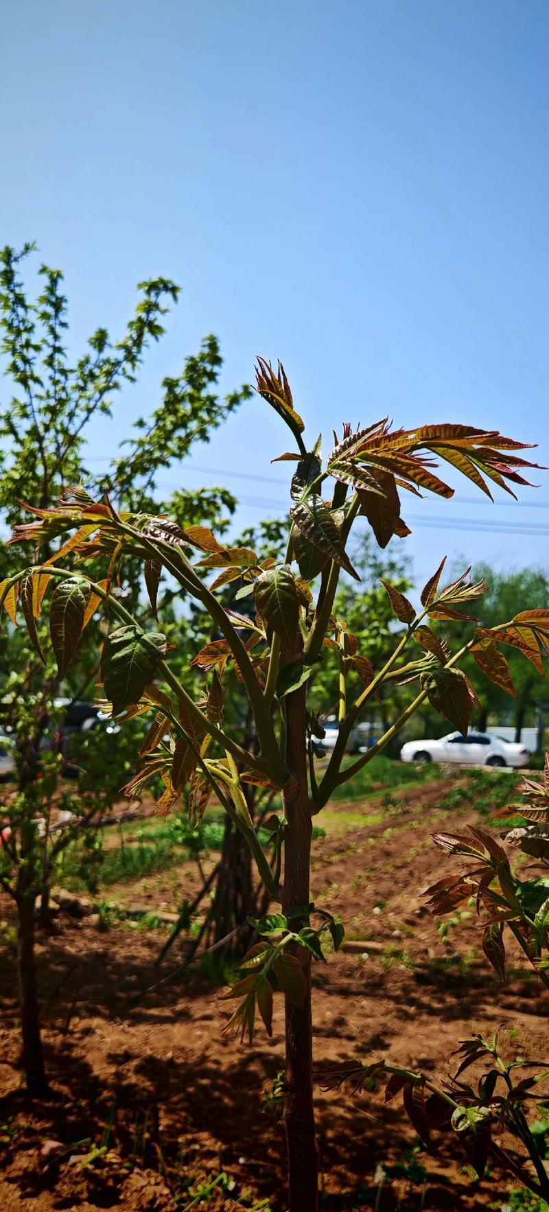 香椿树什么时候移栽好？掌握这7个步骤，成活率提高90%