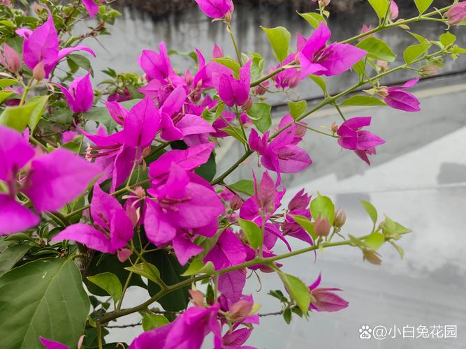 三角梅徒长枝的促花养护步骤