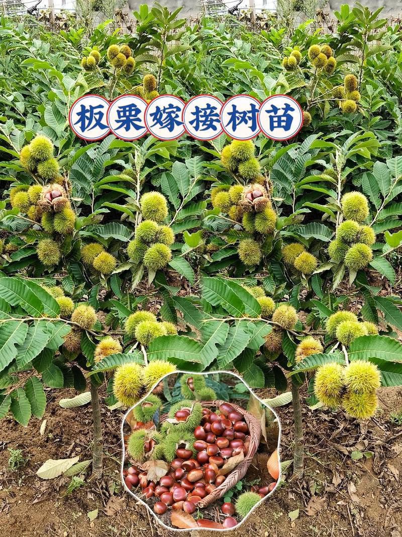 栗子树什么时候施肥?掌握这几个关键时期,挂果多、树势旺 越冬越夏:防寒防涝两手抓,让栗子树安全度过极端季节