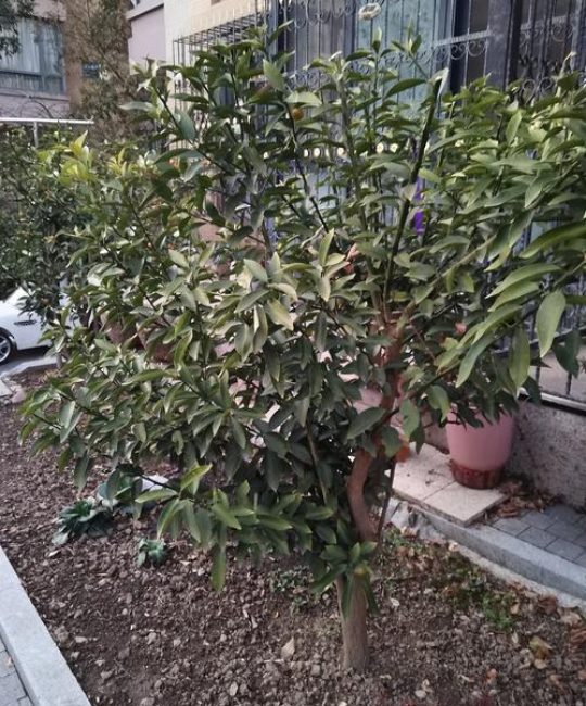 桔子树可以种在院子里吗？地栽技术指南与庭院布局全解析