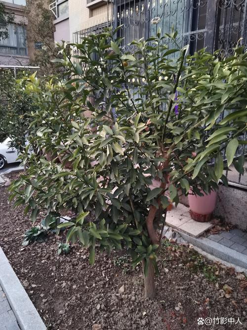 桔子树可以种在院子里吗?地栽技术指南与庭院布局全解析 桔子树可以种在院子里吗?地栽技术指南与庭院布局全解析
