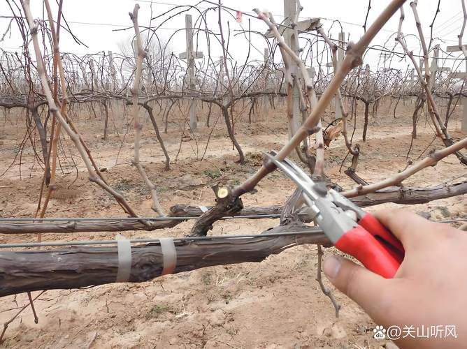 葡萄一年苗修剪指南:定干、留芽与树形培养的核心操作 修剪时间:推荐在落叶后至萌芽前进行