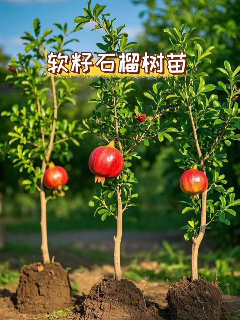 软籽石榴种苗多少钱一棵?2026年价格区间与影响因素全解析 规格是决定价格的核心因素