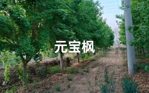 元宝枫苗子多少钱一棵？2026年最新价格与影响因素全解析